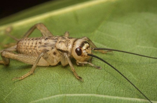 How to Get Rid of Mole Crickets in the Lawn