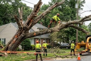 Removing Dangerous Trees Near Temple Terrace Homes